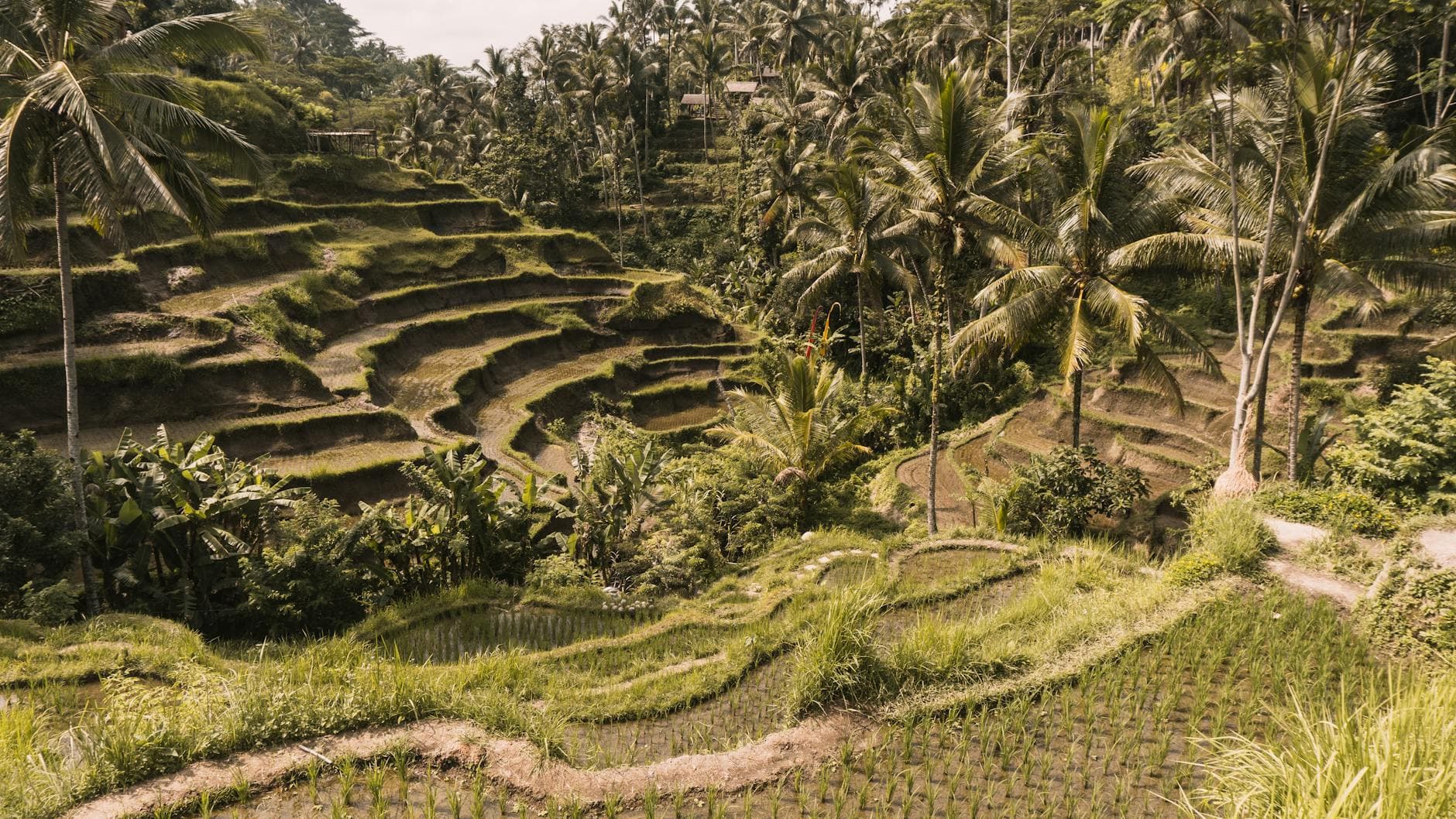 Bali Honeymoon Guide 2026: Real Costs, Best Areas & 7-Day Plan